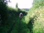 Hedgerow path Hedgerow path
