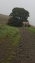 Sheep on the hill Sheep on the hill
