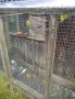 Budgies - out in the middle of nowhere. Budgies - out in the middle of nowhere.