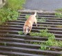 Poppy crosses the cattle grid Poppy crosses the cattle grid