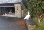 White peacocks White peacocks