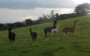 Group of Llamas Group of Llamas