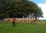Nosy cattle Nosy cattle