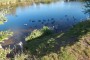 Lots of wildlife on the flashes Lots of wildlife on the flashes