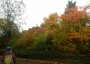 Glorious autumn foliage Glorious autumn foliage