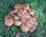 Autumn glory - but are they safe to eat? Autumn glory - but are they safe to eat?