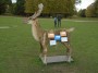 Oh deer oh deer Oh deer oh deer
