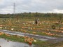 Wet pumpkin picking Wet pumpkin picking