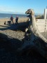 This wood looks like a dinosaur roaring at Barbara and Steve This wood looks like a dinosaur roaring at Barbara and Steve
