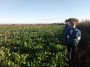 Crop field Crop field