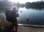 A swan looking for its dinner A swan looking for its dinner