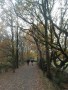 Towards White Coppice Towards White Coppice