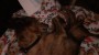After the walk, Alf had a good snooze... After the walk, Alf had a good snooze...