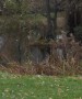 Spot Oscar the heron Spot Oscar the heron