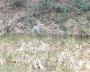 Spot the heron Spot the heron