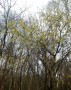 Catkins! An early start? Catkins! An early start?