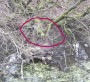Did you spot the heron? Did you spot the heron?