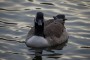 Goose at Moses Gate Goose at Moses Gate