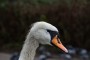  Swan neck