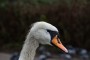 Swan neck Swan neck