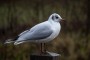 Gull waits Gull waits