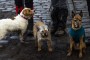The three pooches The three pooches