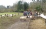 Feeding time for the sheep Feeding time for the sheep