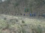 All in a line in Hulton Park All in a line in Hulton Park