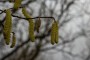 &nbsp;Catkins, a sign of spring