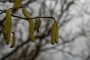 Catkins, a sign of spring Catkins, a sign of spring