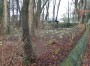 Snowdrops, how wonderful Snowdrops, how wonderful
