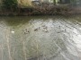 Quack, quack Quack, quack