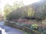 Snowdrop bank, gorgeous Snowdrop bank, gorgeous