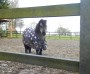 &nbsp;Very cute pony