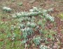 Snowdrops in the grounds Snowdrops in the grounds