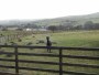 An Alpaca and 2 Llamas An Alpaca and 2 Llamas