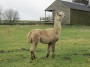 Llama Llama