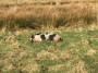 A pig? A pig?