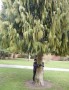 Alma hugs Norman's tree