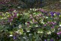 Spring flowers Spring flowers