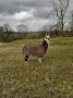 Larry Llama Larry Llama