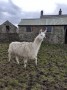 Larissa Llama Larissa Llama