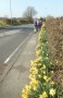 Lovely roadside daffodils Lovely roadside daffodils