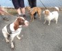 The three amigos The three amigos