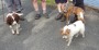 Luna and Lola spot the treat, Alf doesn't bother Luna and Lola spot the treat, Alf doesn't bother