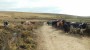 Cattle on the moor Cattle on the moor