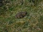 Toad not at Toad Hall Toad not at Toad Hall