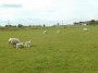Lots of lambs about