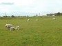 Lots of lambs about Lots of lambs about