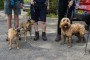 Pooches 1 Pooches 1